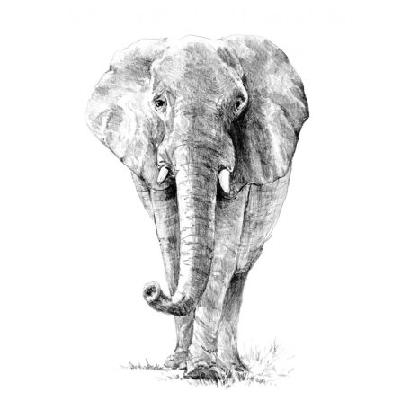 Rajztanítás - Elefánt